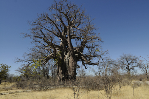 Guide Botswana