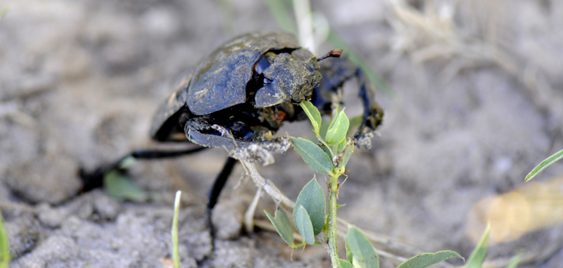 Guide Botswana