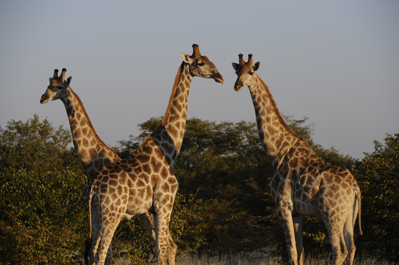 Etosha National Park Namibia