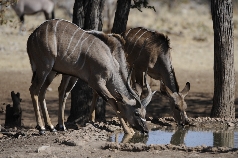 Etosha National Park Namibia