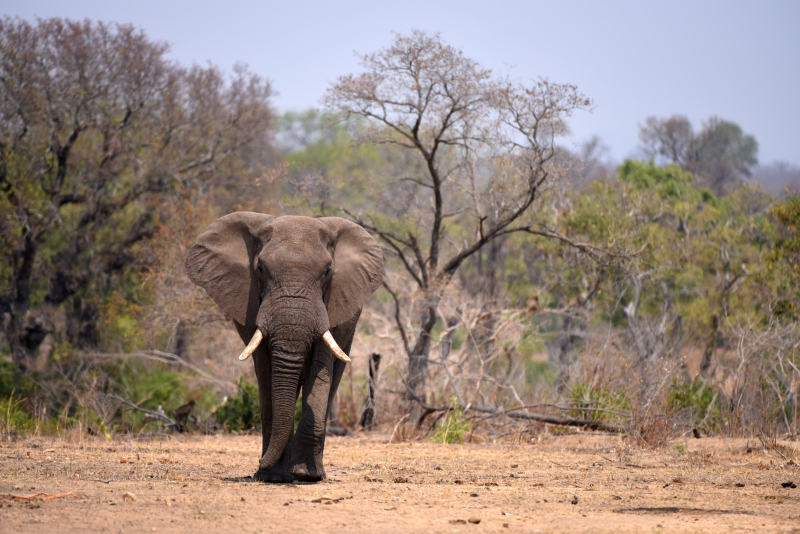 Etosha National Park Namibia