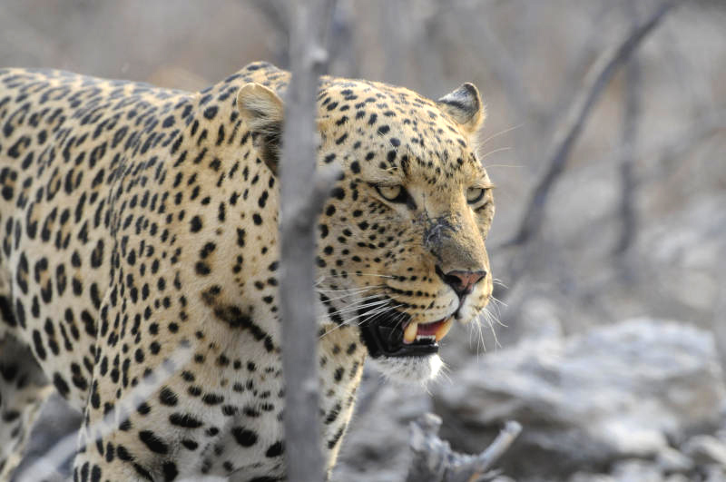 Etosha National Park Namibia