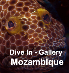 Mozambique diving photos