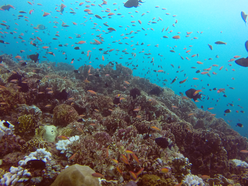 Scuba Diving Mozambique