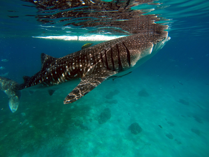 Scuba Diving Mozambique