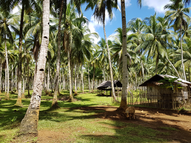 Siargao Island Philippines