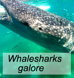 Whaleshark Swimming